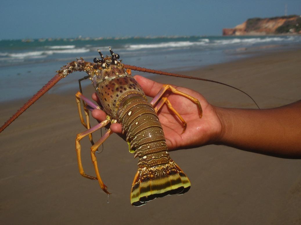 Pesca de lagosta em Icapuí