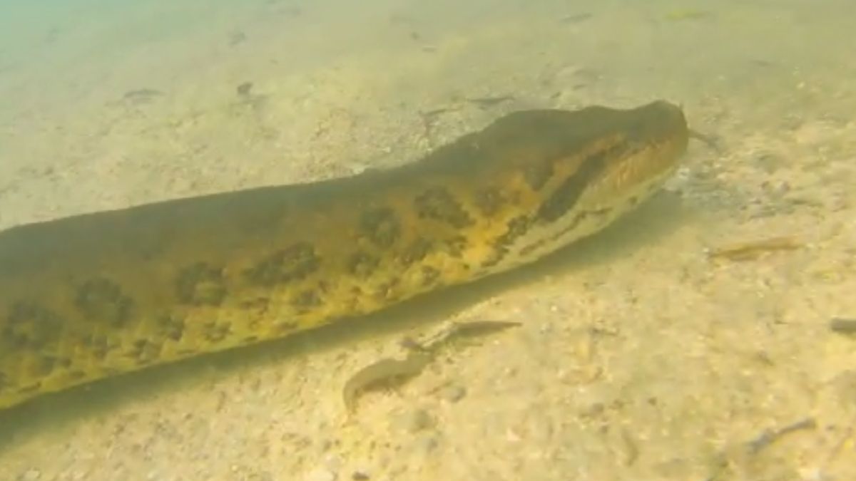 Biólogo que ficou 'cara a cara' com sucuri em MS lidera mergulhos para fotografar cobras há 15 anos - País - Diário do Nordeste
