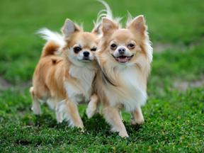 Dois cachorros da raça chihuahua na grama