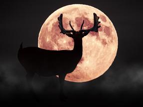 Silhueta de cervo com fundo de uma lua vermelha