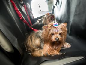 foto de cachorros sendo transportados na parte traseira de um carro