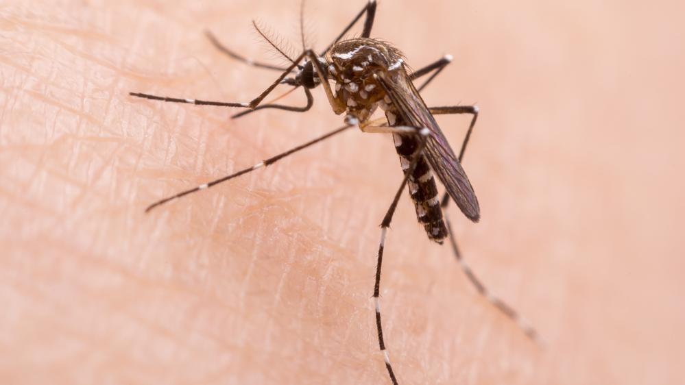 Ministério da Saúde atualiza número da dengue no Brasil