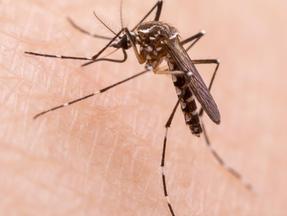 Ministério da Saúde atualiza número da dengue no Brasil