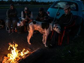 Cachorro e pessoas desalojadas no Rio Grande do Sul
