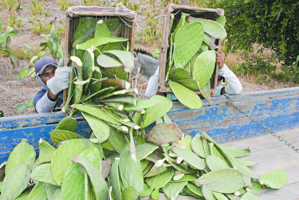 Adaptado ao sertão e às altas temperaturas, a palma forrageira serve de ração para o gado durante a seca