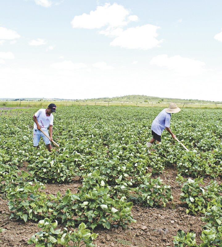 No instrumento de adesão ao programa deve constar a área total a ser plantada pelos agricultores, que não pode superar dez hectares 