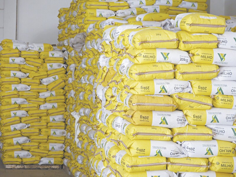 A previsão é distribuir mais de 3,5 mil toneladas de sementes de milho, feijão, sorgo, algodão e gergelim, além de manivas de mandioca 