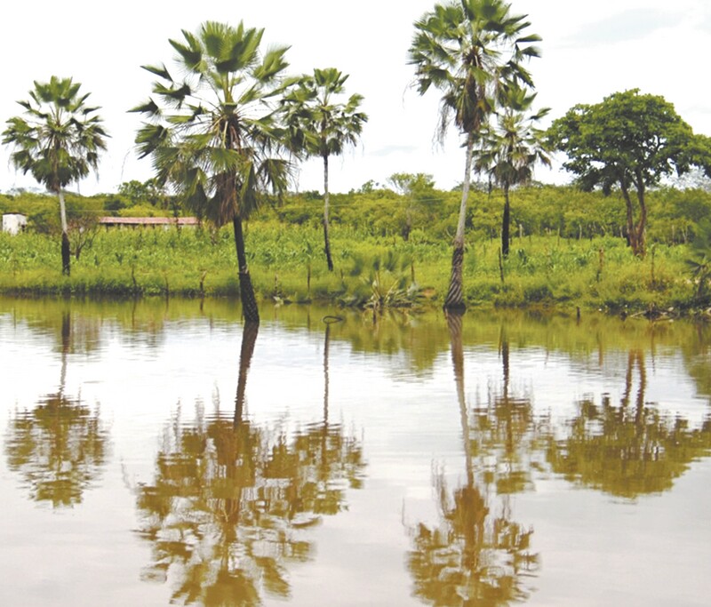 A carnaúba, símbolo do Ceará, corre riscos devido à unha-do-diabo, trepadeira nativa de Madagascar. A planta, que é rasteira e resistente à seca, cresce e floresce rapidamente, escala a copa da árvore, sufocando-a e matando-a