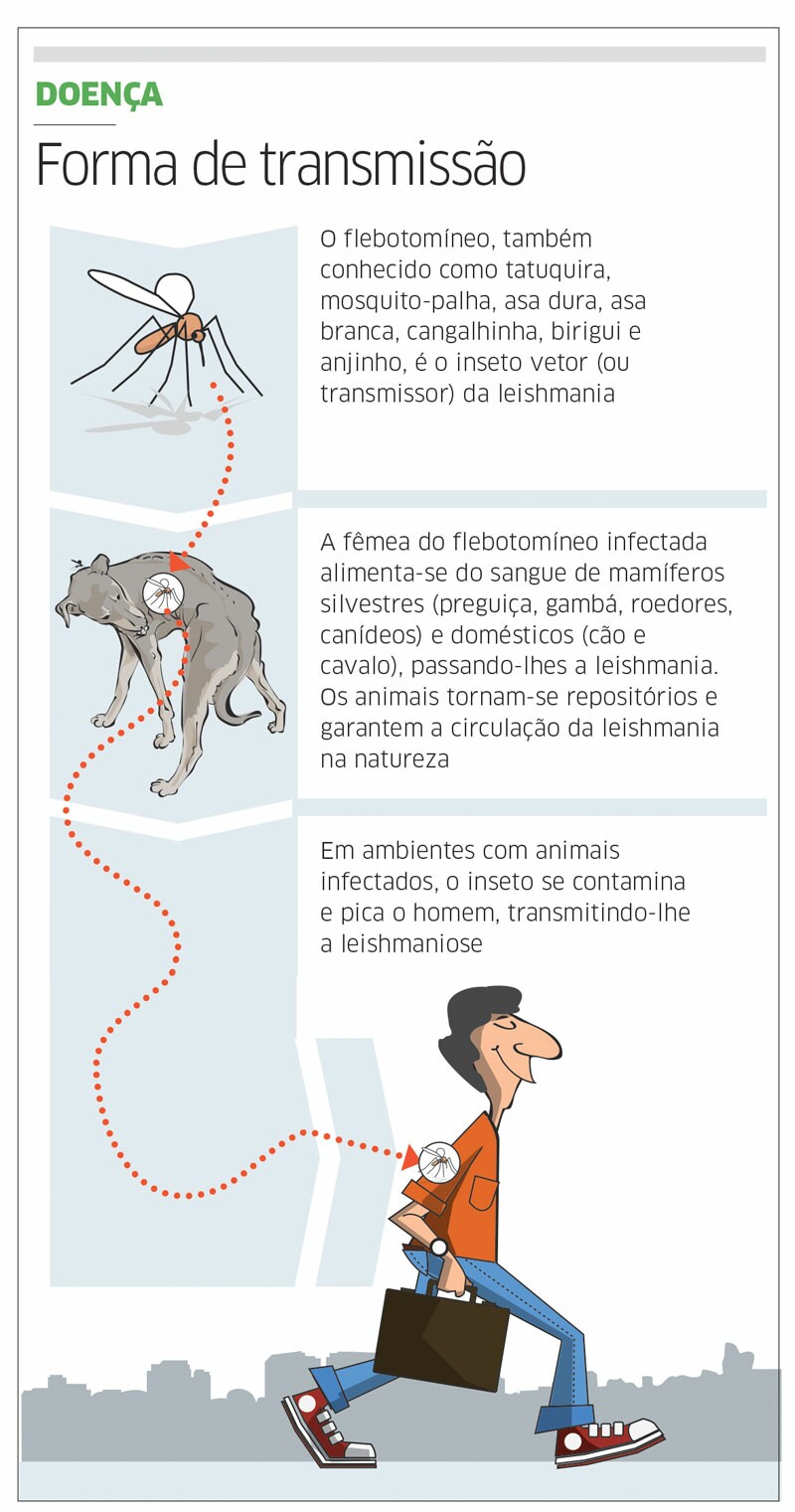 Resultado de imagem para calazar em humanos tratamento