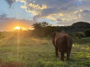 A elefanta Lady olhando para o horizonte em um campo