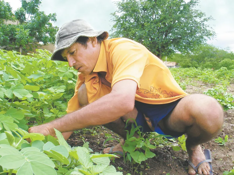 Neste ano, agricultores de 159 municípios cearenses estão aptos a participar do PAA. O pleito é realizado através de assinatura do Termo de Adesão.