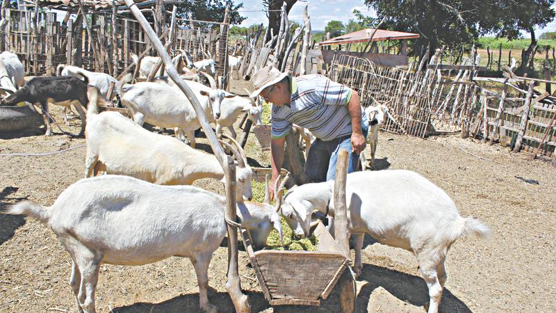 Criação de caprinos e ovinos é destaque da Globo Rural de junho/julho