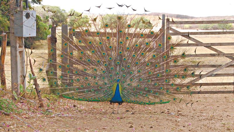 Criacao De Pavao Em Varzea Alegre Regiao Diario Do Nordeste