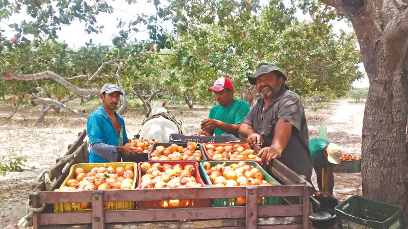 Defensivos registrados no Ministério da Agricultura para a cultura do caju