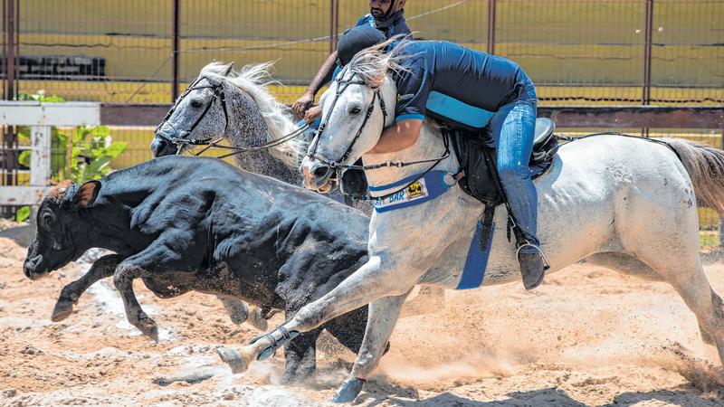 Parques E Haras Se Modernizam Para Novos Tempos De Vaquejadas Regi o parques-e-haras-se-modernizam-para-novos-tempos-de-vaquejadas-regi-o