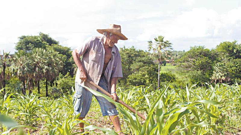 Agricultores iniciam o plantio apostando num bom inverno - Região - Diário  do Nordeste