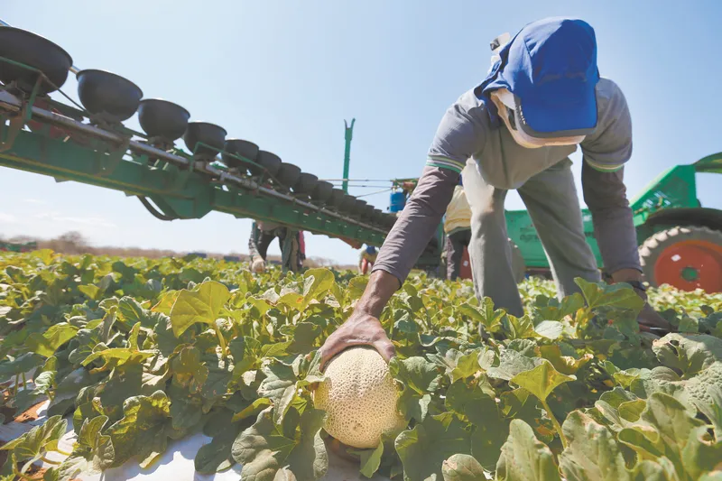 Agropecuária no Ceará ainda emprega grande número de pessoas, muitas delas na informalidade