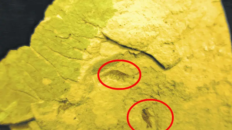 Luciferidae Descoberta reforça a presença do mar no Cariri - Região - Diário do ...