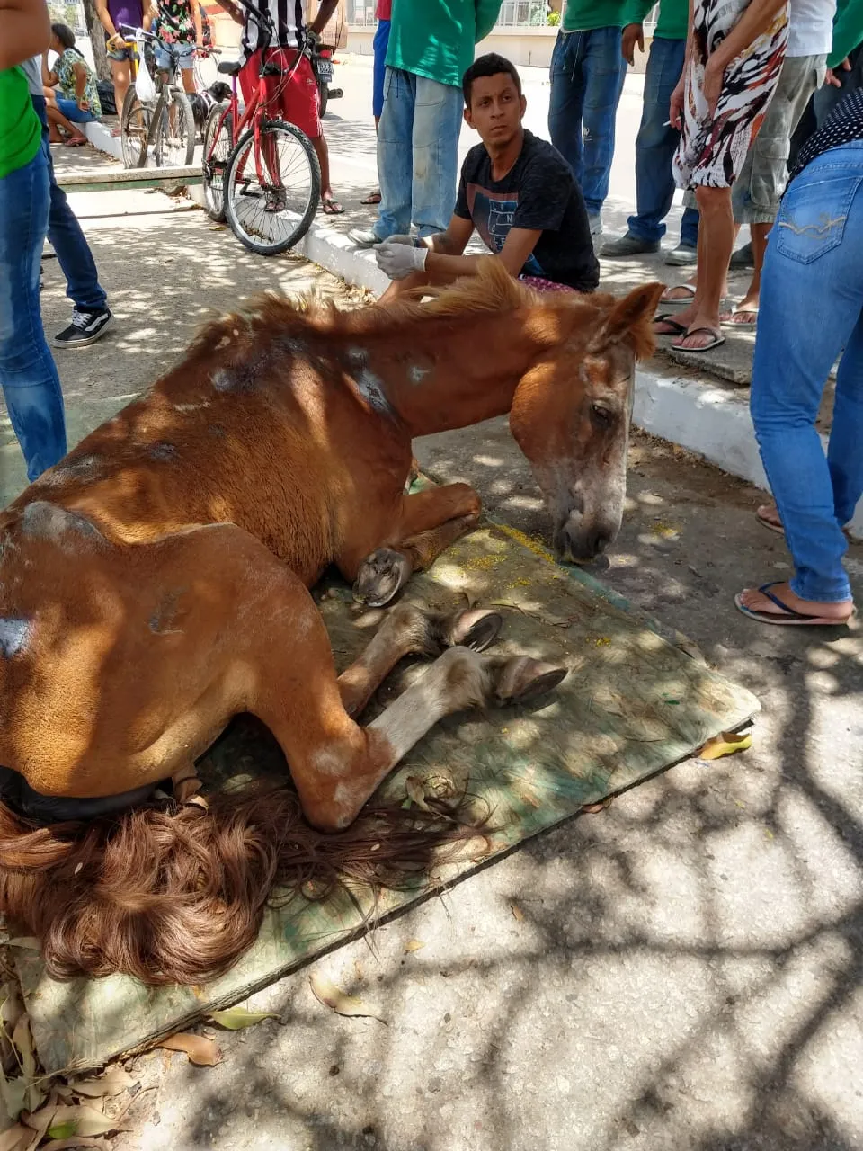 Conforme os populares, o animal chegou ao local sozinho ao local