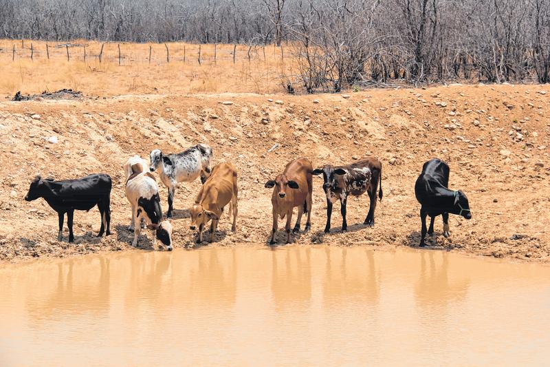 Gado sofre com a escassez de água e alimento no sertão - Região - Diário do  Nordeste