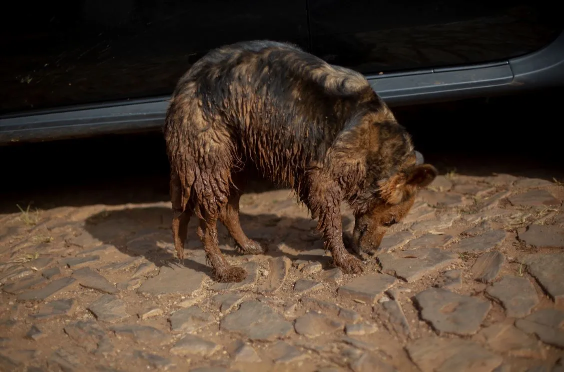 Cachorro é visto depois de escapar da área de lama no Parque da Cachoeira, um dia após a tragédia.