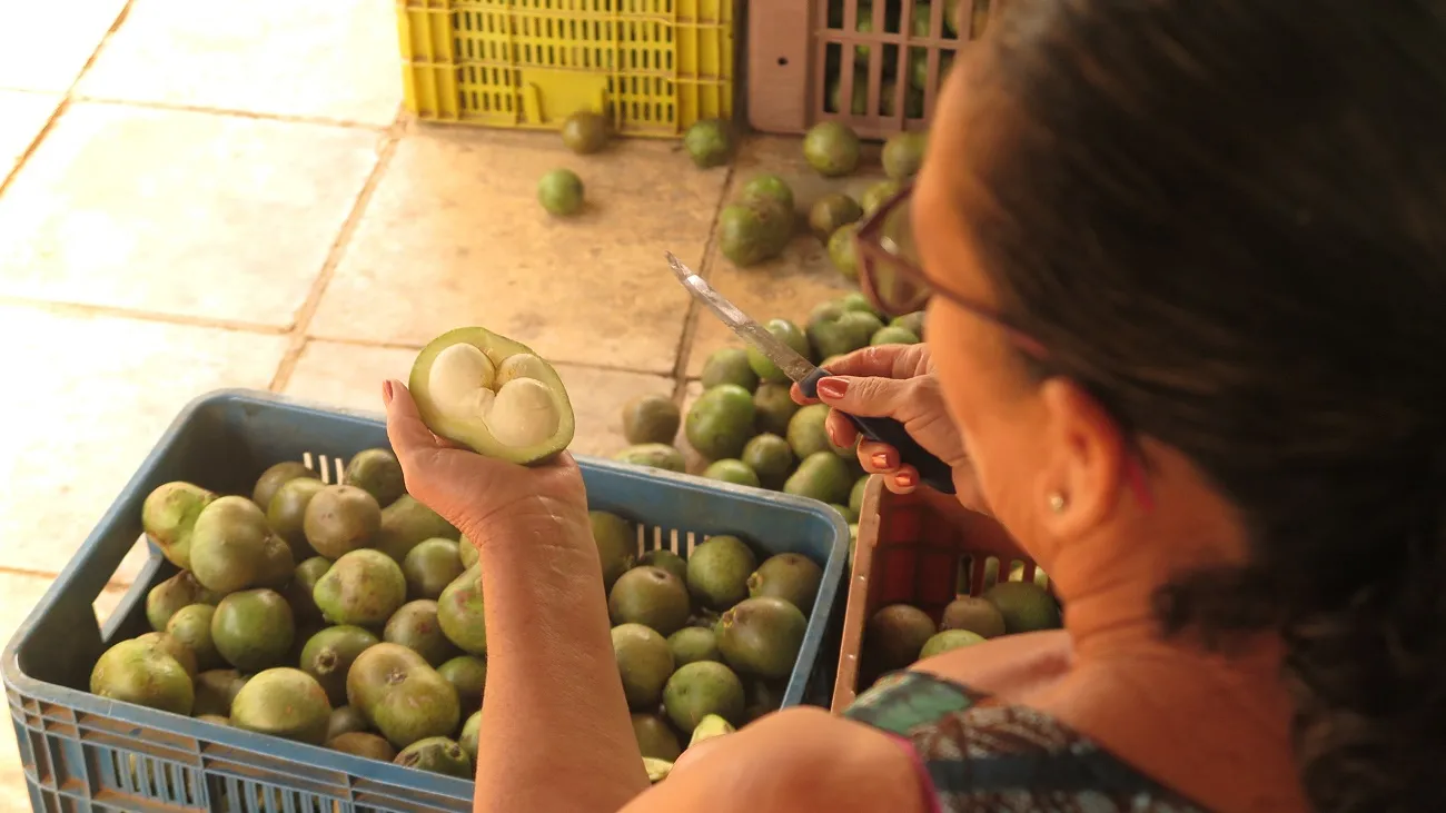 Extração do fruto garante o sustento de dezenas de famílias na região do Cariri cearense