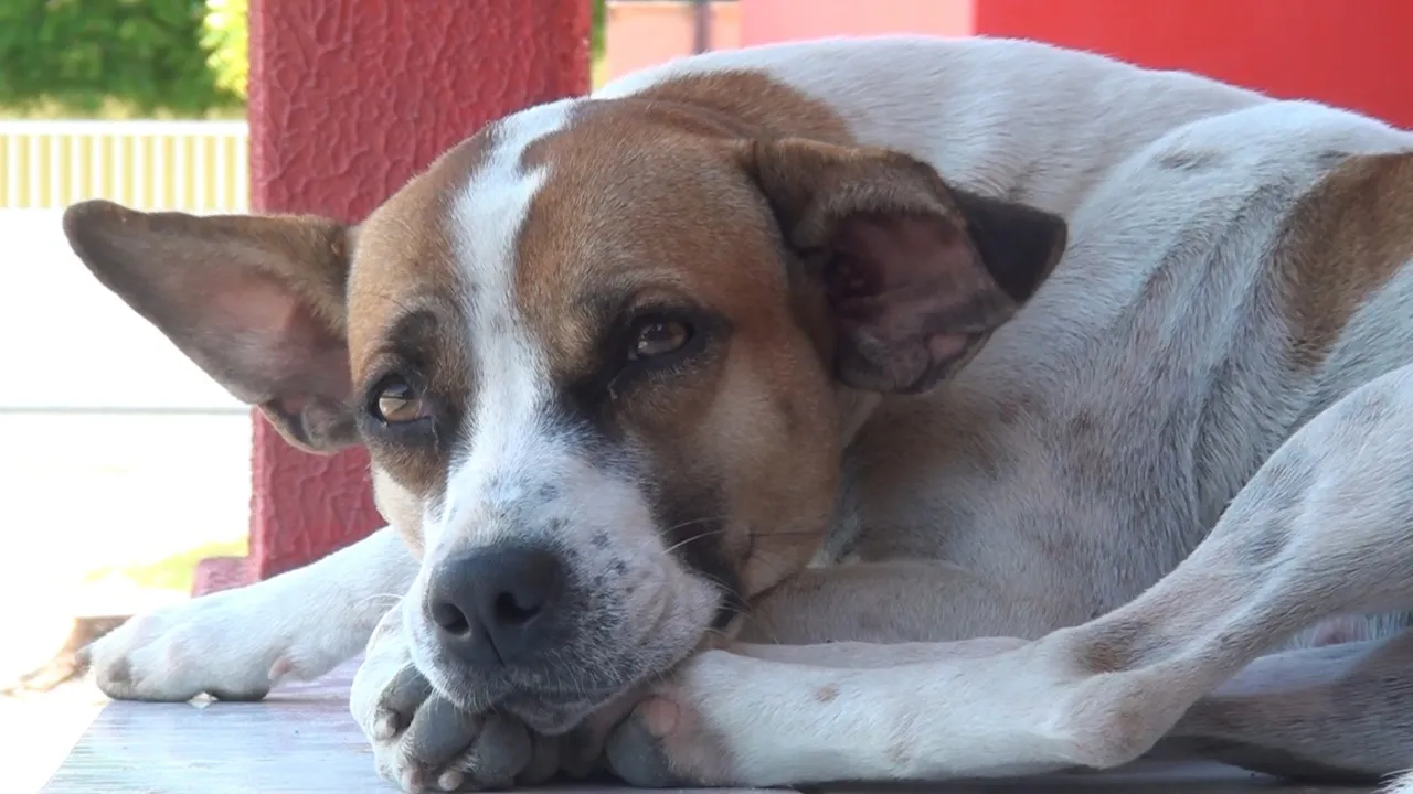 Marquezine foi trazida por Francisco em uma das andanças do cachorro, e acabou ficando no quartel.