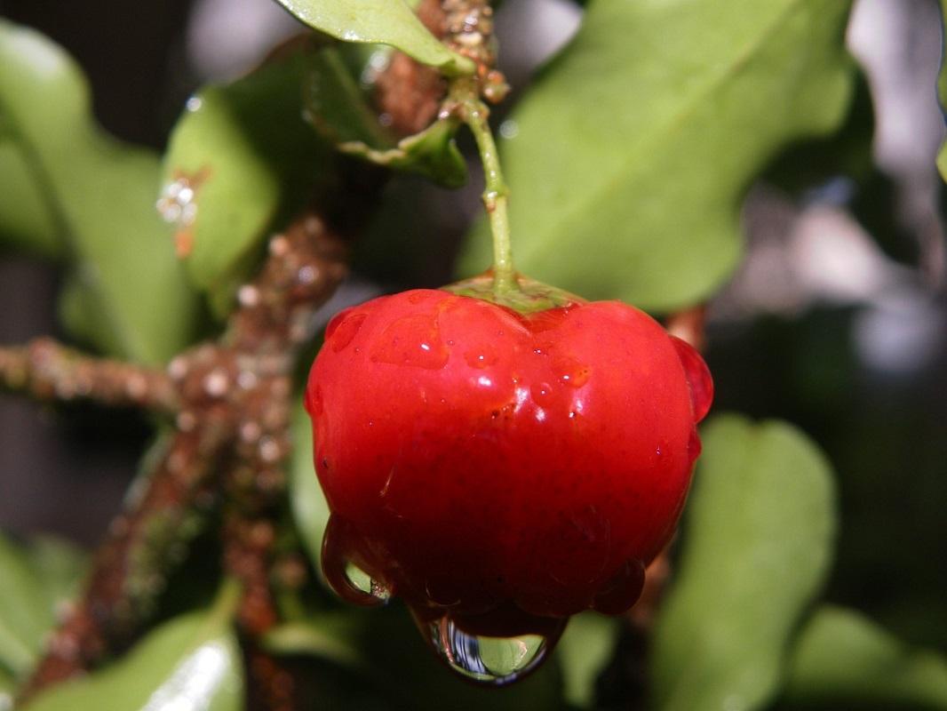 Conheça os benefícios do damasco, uma das frutas queridinhas do Natal