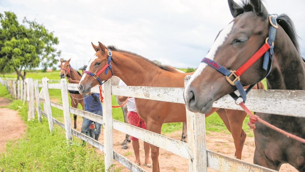 Preços baixos em Jogos de videogame de Corrida de Cavalos 2018 Ano de  Lançamento