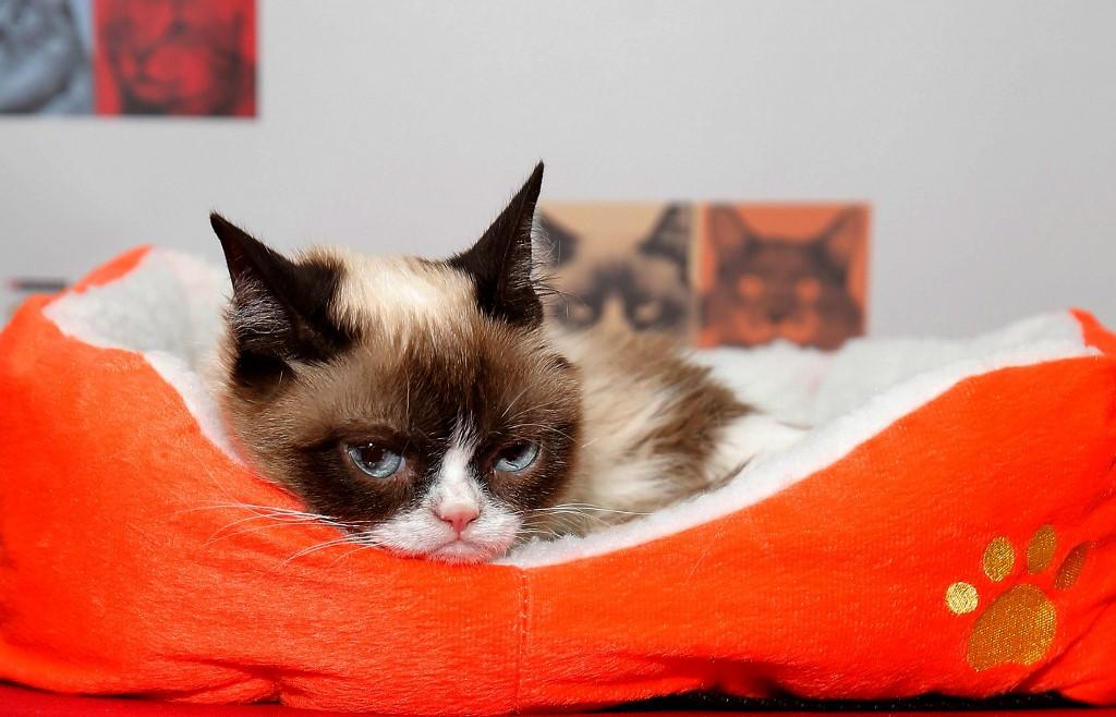 Grumpy Cat: gata rabugenta que virou meme na internet morre nos