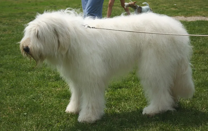 Os registros da raça Old English Sheepdogs tiveram uma queda de 67% 