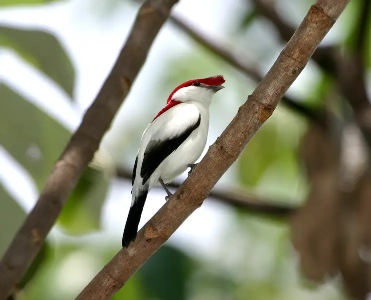 Imagem da notícia Unidade de Conservação vai  Proteger Soldadinho-do-Araripe