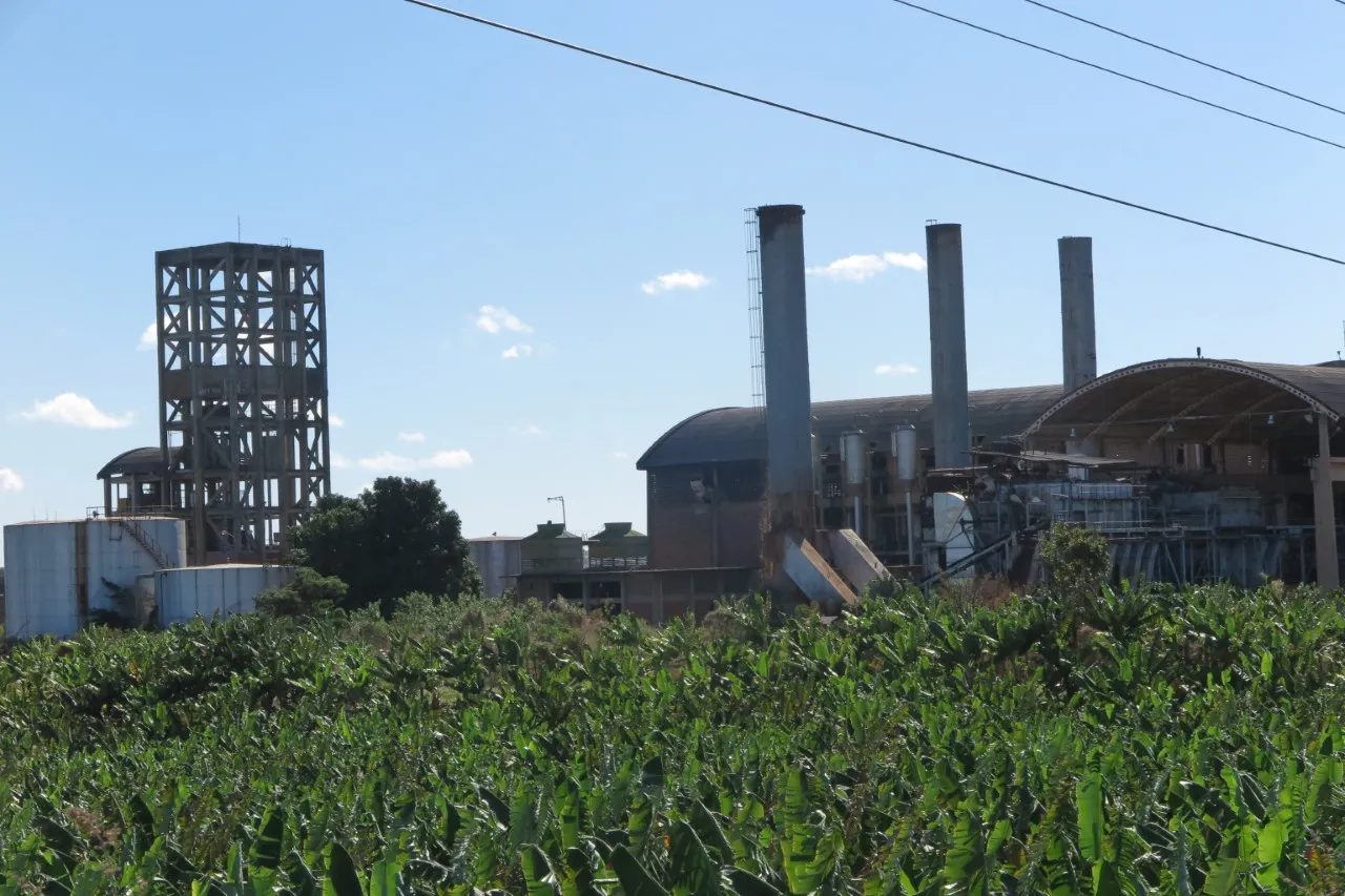 No espaço do entorno da usina, que antes era repleto de  pés de cana-de-açúcar, hoje só existe plantação de banana