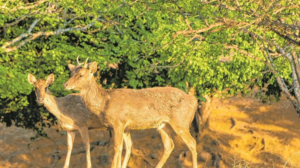 Antilopes E Cervos No Ceara Fazenda Abriga Animais Exoticos Em Caucaia Regiao Diario Do Nordeste