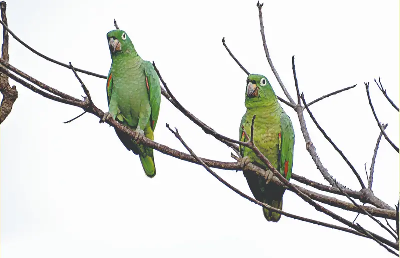 Imagem da notícia: Centro de Triagem do Ibama suspende recebimento de animais
