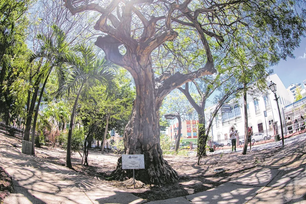 Jucazeiro - Nome científico: Caesalpinia ferrea Origem: brasileira. Pode atingir tamanhos de 6 a 10 metros de altura, sendo considerada uma árvore de pequeno porte. Na foto, um Jucazeiro encontrado no Passeio Público. A árvore também é tombada, ou seja, imune ao corte.