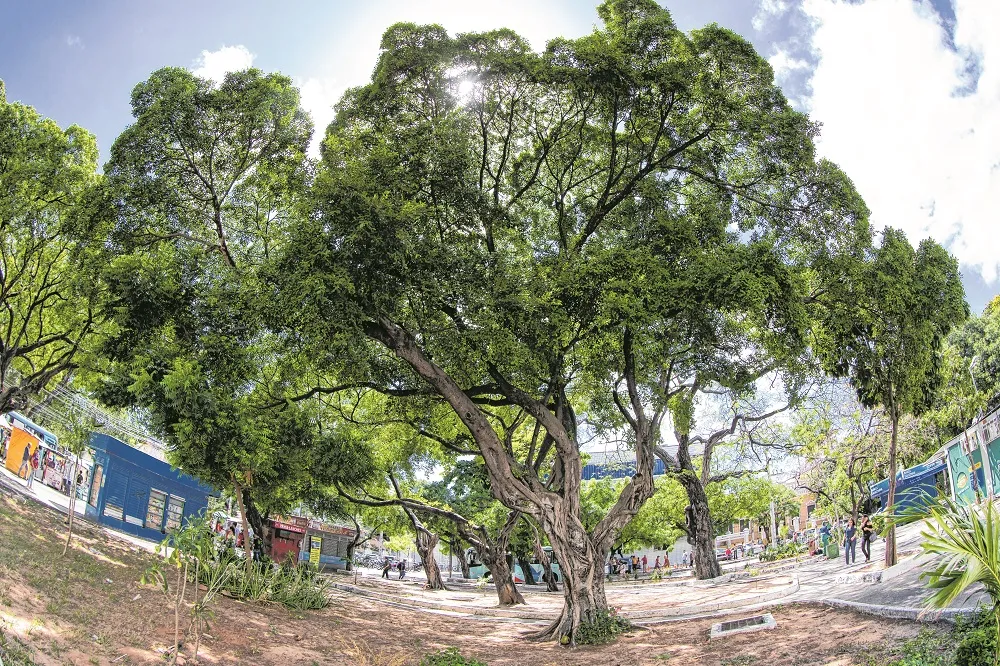 Benjamina -  Nome científico: Ficus benjamina Origem: nativa de países da Ásia. Ela pode chegar a 30 metros de altura. A Benjamin é frequentemente utilizada em paisagismo e decoração de ambientes por suas longas folhas. Na foto, uma Benjamin imune ao corte, encontrada na Praça Coração de Jesus