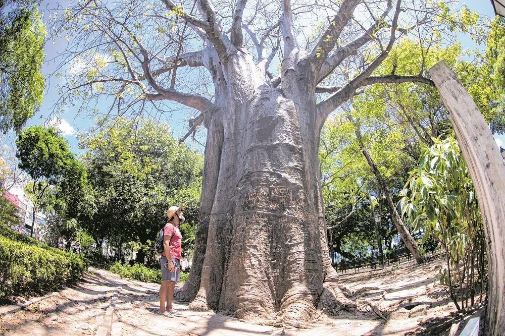 Baobá - Nome científico: Adansonia digitata Origem: África É uma árvore de grande porte, podendo chegar a até 20 metros de altura. O Baobá do Passeio Público (foto) é atração constante para quem passa pelo local por conta de sua grandiosidade e beleza.