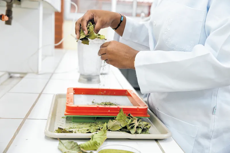 Insumo abundante em Cascavel, folhas de goiabeira funcionaram para a elaboração de um composto curativo