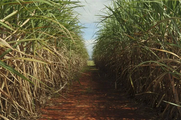 Cana-de-açúcar é a principal matéria-prima para obtenção do etanol no País
