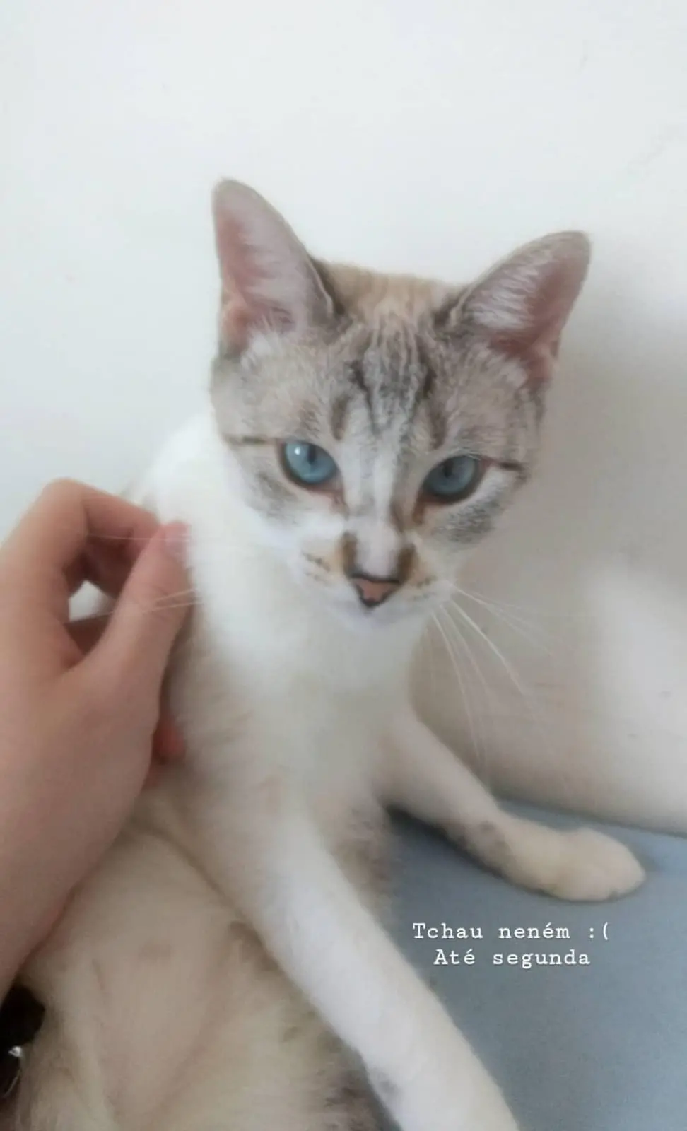 Imagem da notícia Gata de estimação é levada em roubo a apartamento no Bairro Amadeu Furtado