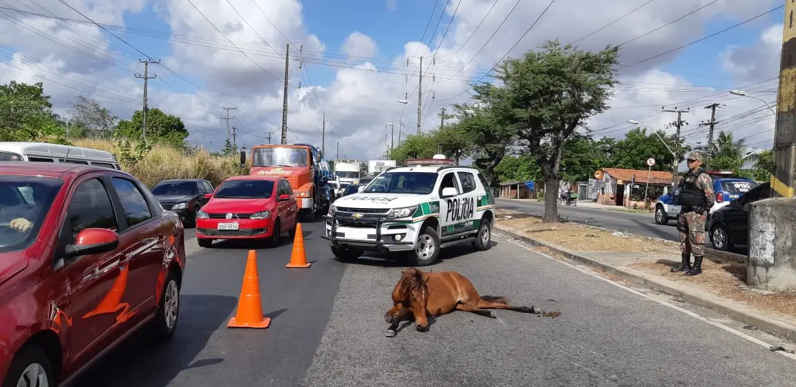 Imagem da notícia Moto atropela cavalo, e tráfego fica congestionado na Avenida Perimetral