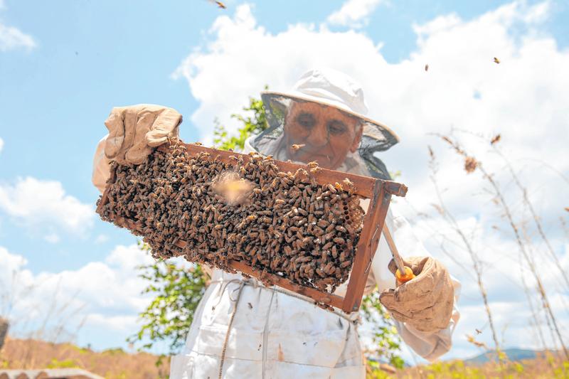 De 80 kg para uma tonelada de mel, apicultor dá um salto após