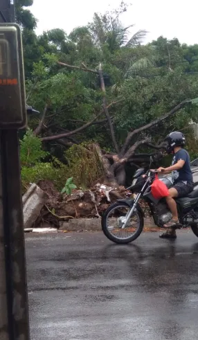 Queda de uma árvore na Avenida dos Expedicionários.