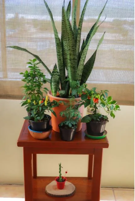 Das plantas de proteção às especiarias e os chás, tudo é possível ter em casa, basta ter cuidados específicos 