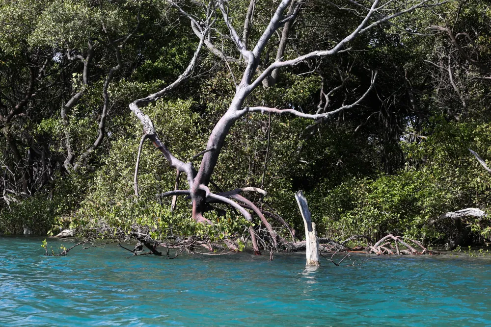 A área de mangue pode ser conferida bem de perto por aqueles que optarem pela travessia no Cocó