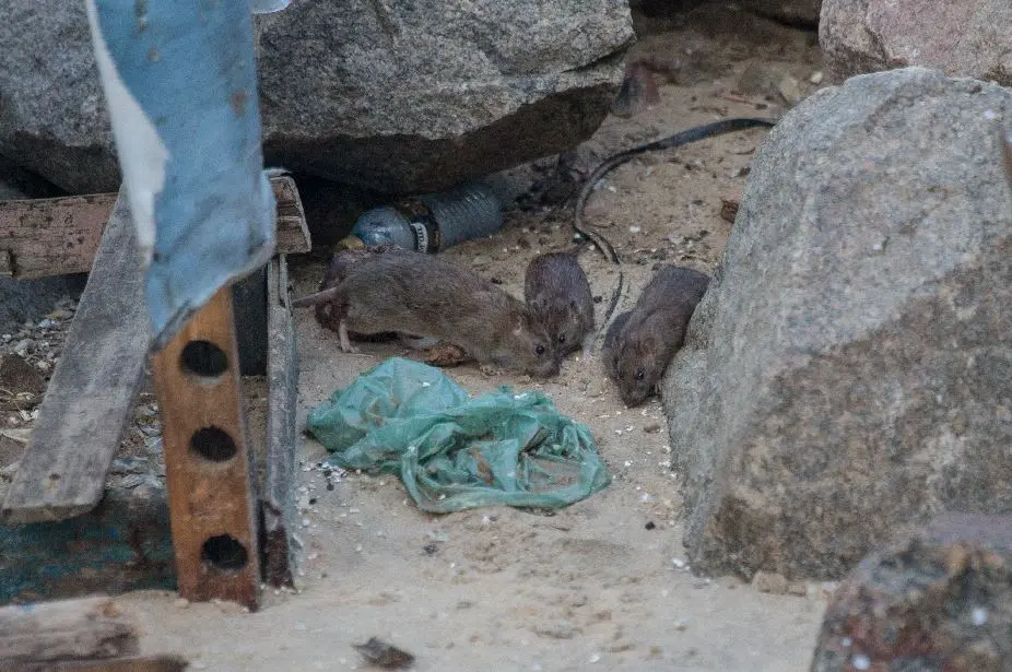Imagem da notícia Infestação de ratos atinge área próxima ao Mercado dos Peixes, no Mucuripe