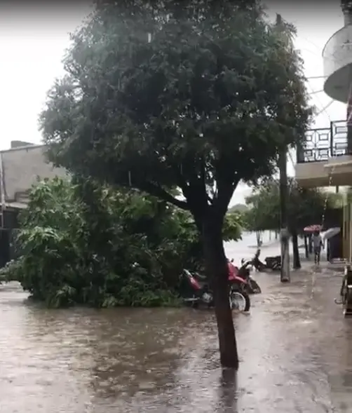 Imagem da notícia Chuva rápida com vento alaga ruas e derruba árvores no Centro de Ipueiras