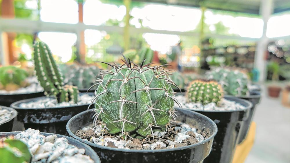 Cactus em extinção e protegido pelo Ibama é vendido em Fortaleza - Metro -  Diário do Nordeste