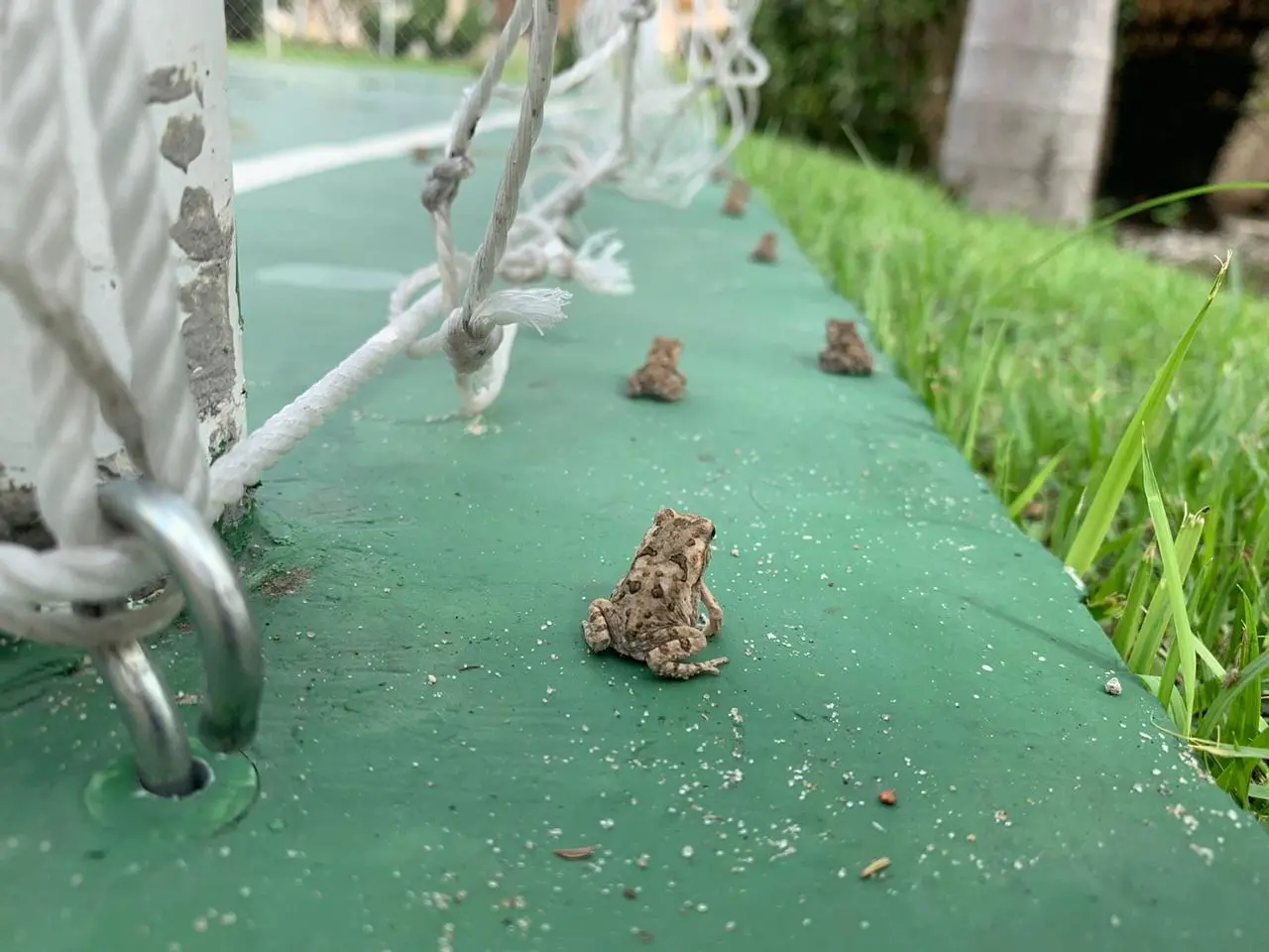 Imagem da notícia 'Invasão' de sapos em condomínio da Lagoa Redonda assusta moradores
